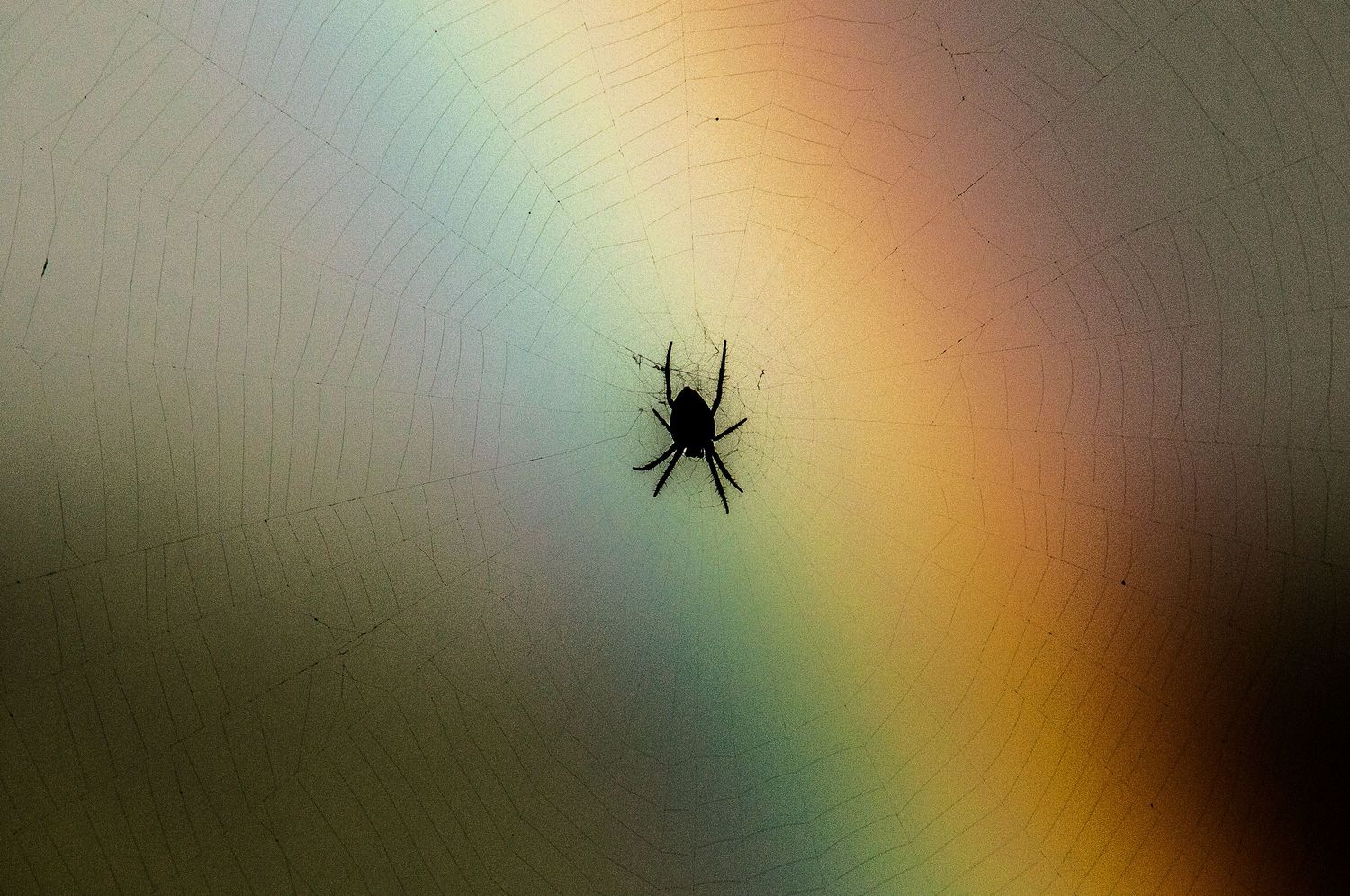 Spider silhouette against blurred rainbow colors in background.