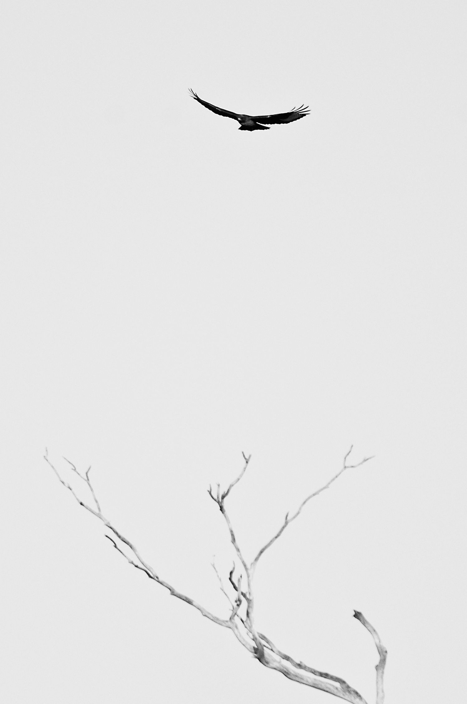 Minimalist image of a bird soaring over bare white tree branches in winter.
