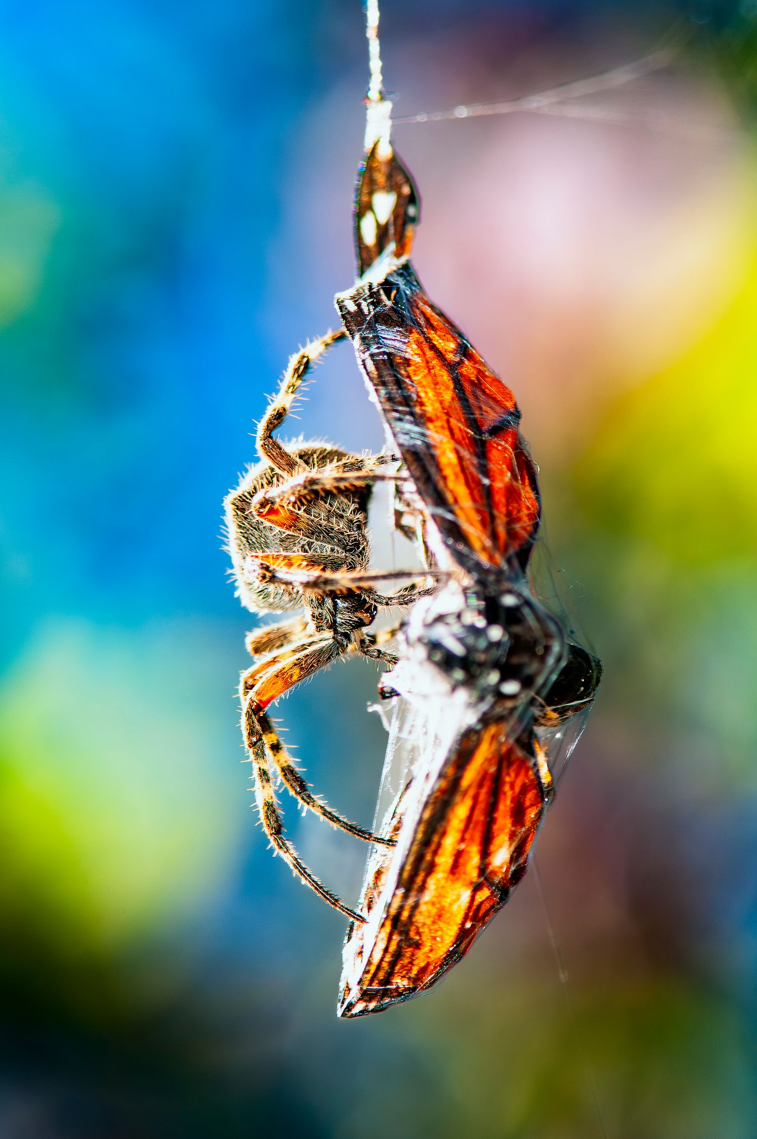 A close-up macro photo sequence of a butterfly with orange and black wings perched on a delicate white surface.