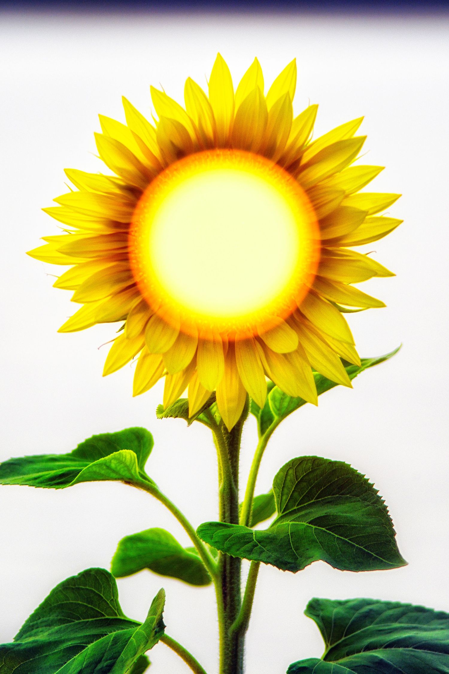 A vibrant sunflower with glowing golden center and bright yellow petals on green stem against white background.
