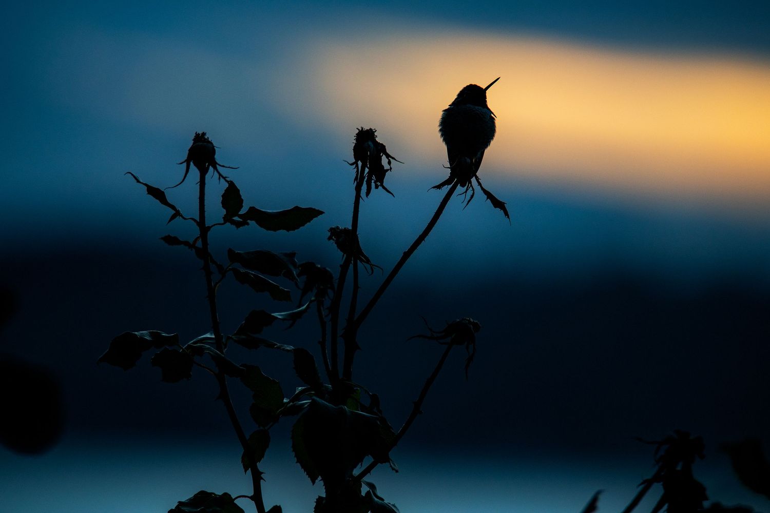 Silhouettes of plants and flowers against a dramatic sunset sky with deep blue and orange hues. Hummingbird.
