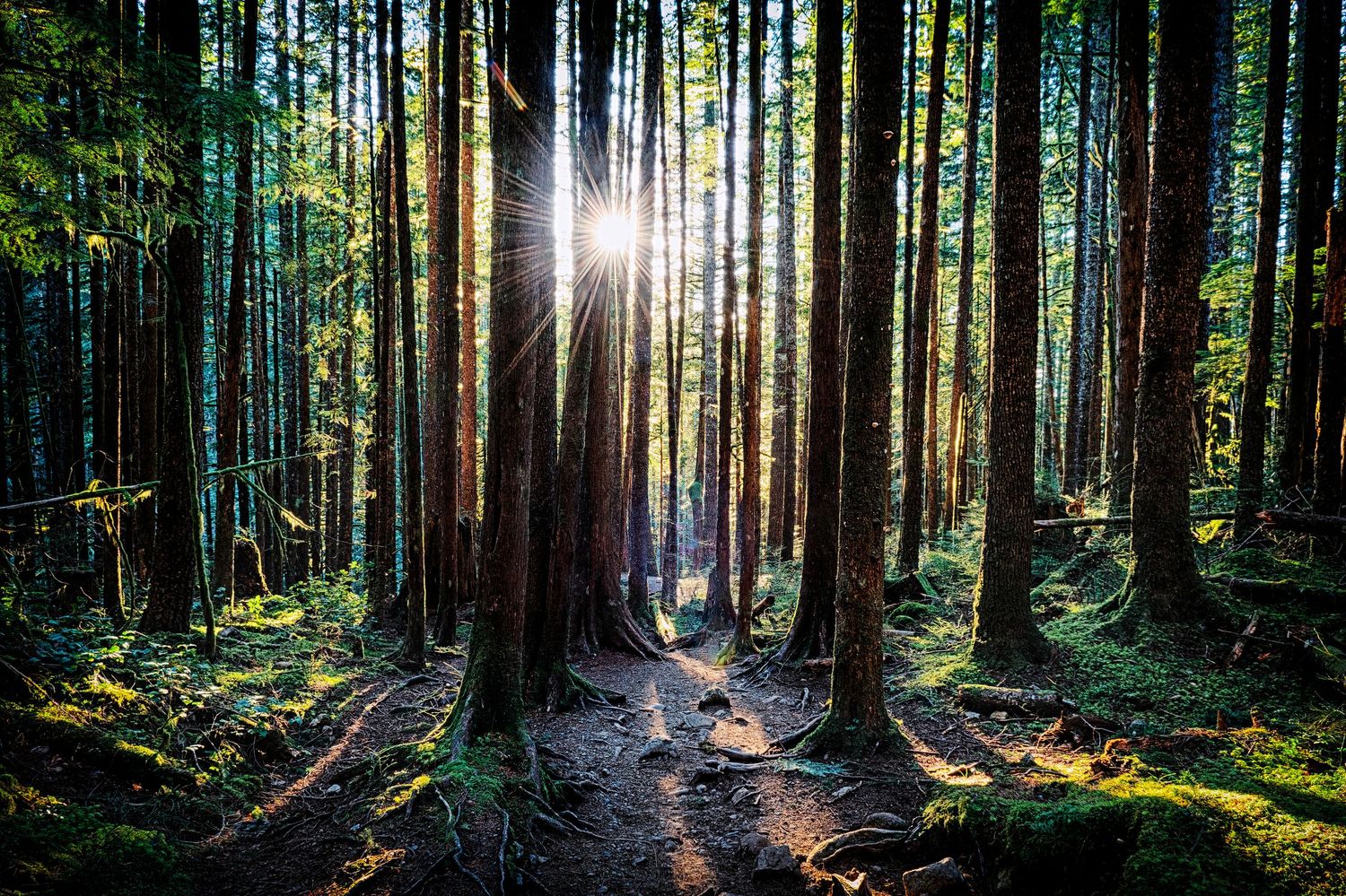 Sunlight streams through tall evergreen trees illuminating a winding forest trail covered in moss and shadows.