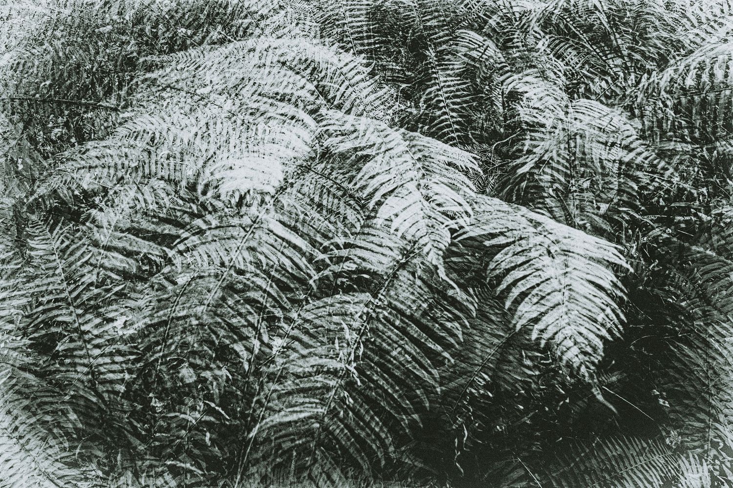 A lush green fern frond pattern creates a natural abstract background texture in black and white.