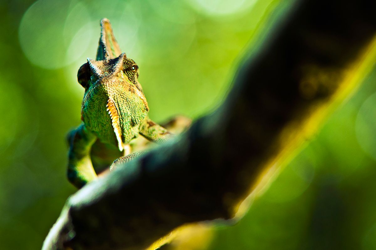Close-up of a bright green chameleon perched on a branch in nature.