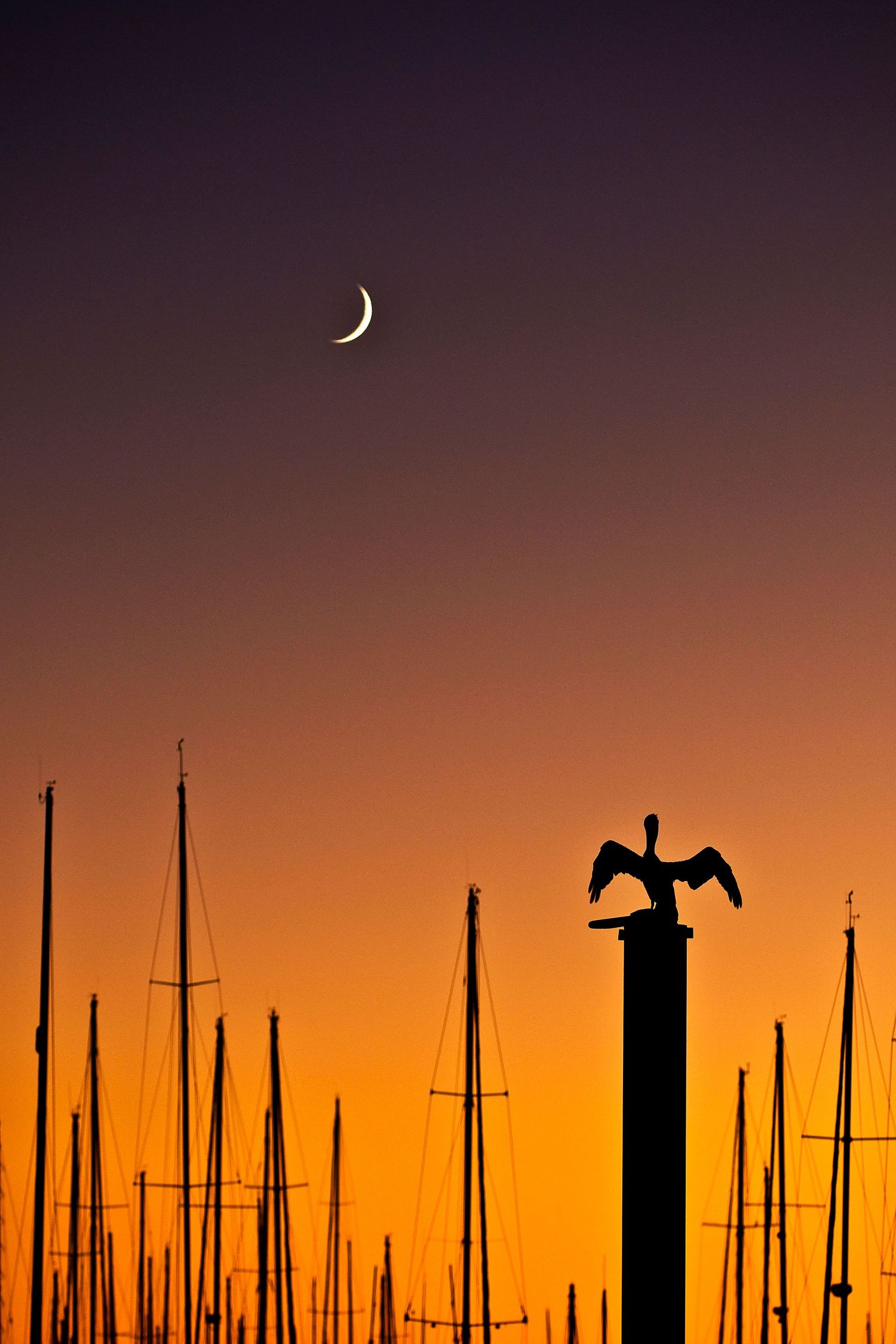 Crescent moon over marina silhouettes with bird shape on post at sunset.