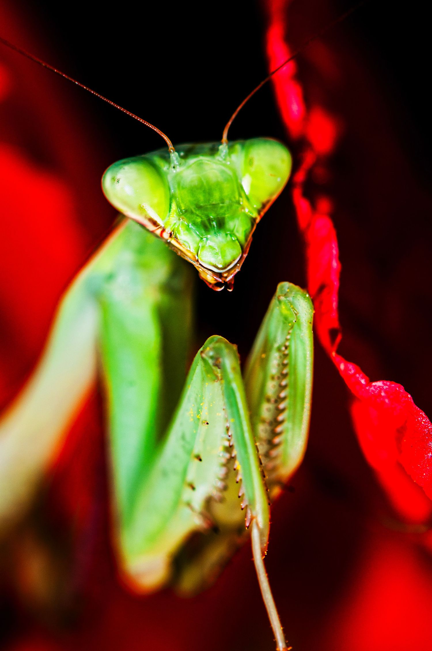 Close-up macro photography of a bright green praying mantis against a red background.