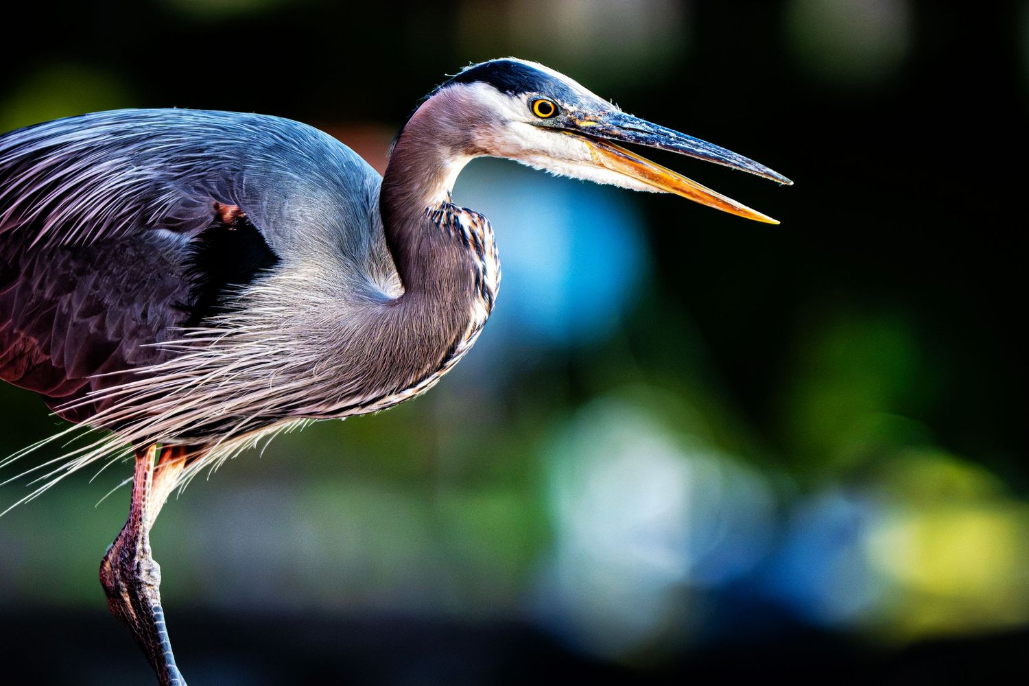 A majestic Great Blue Heron stands alert, showcasing its striking blue-gray plumage and long orange beak against a dark background.