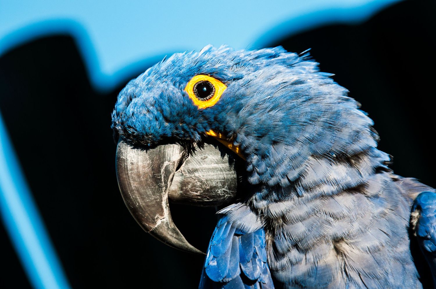 Close-up portrait of blue macaw parrot with yellow eye and curved beak.