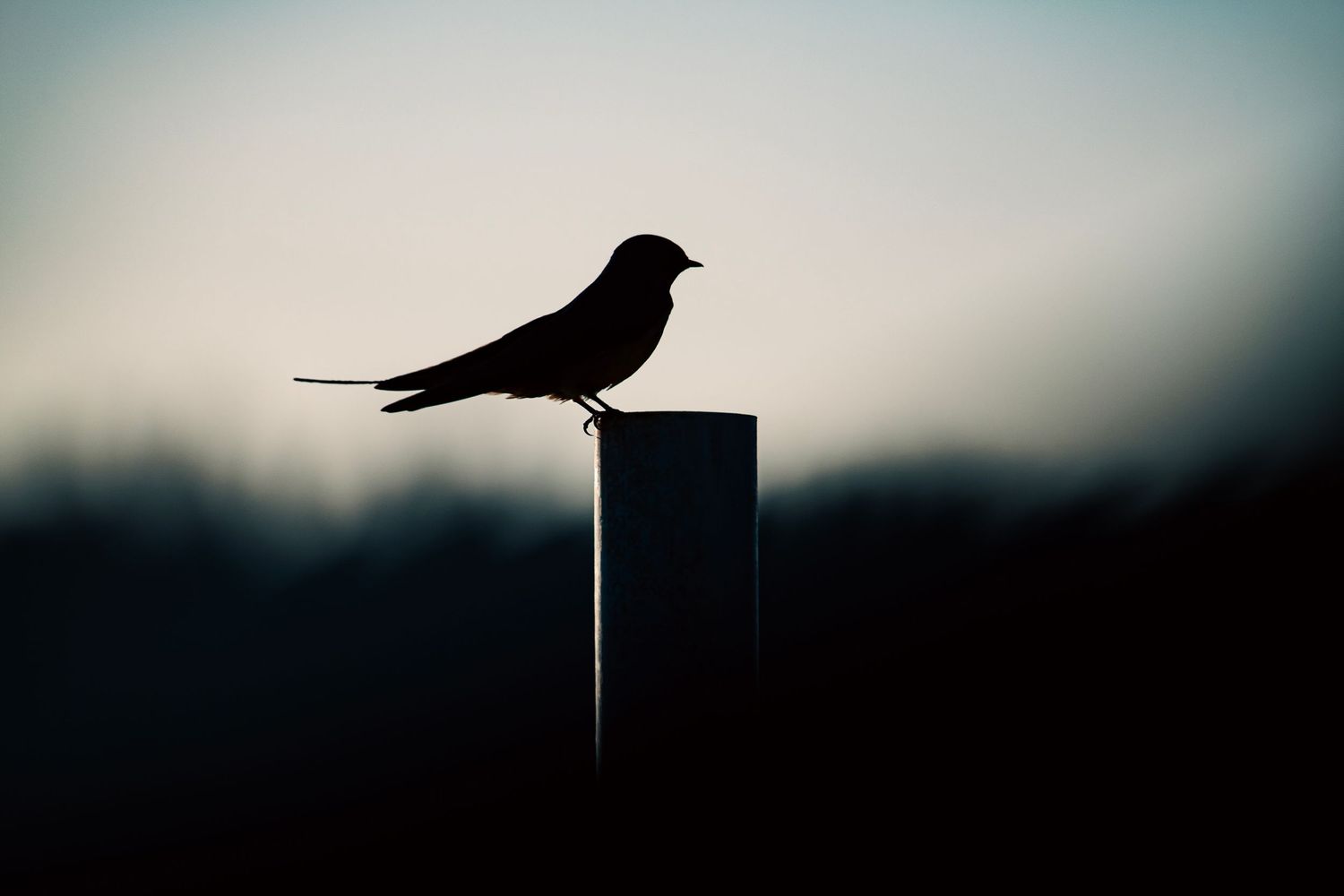 Silhouette of a bird perched on a post against a misty twilight sky.