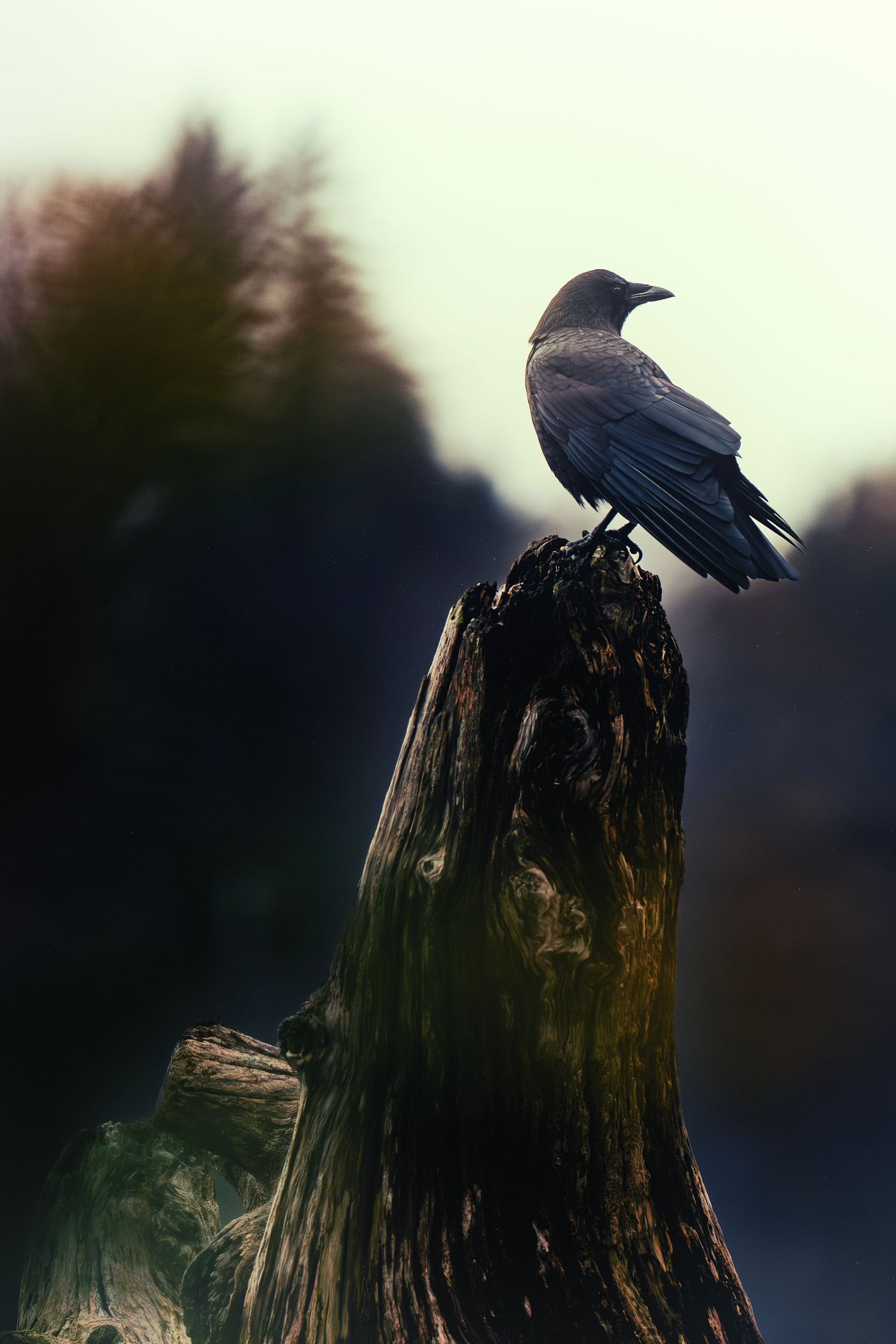 A black crow perches on a weathered tree stump at dusk, silhouetted against a moody sky.
