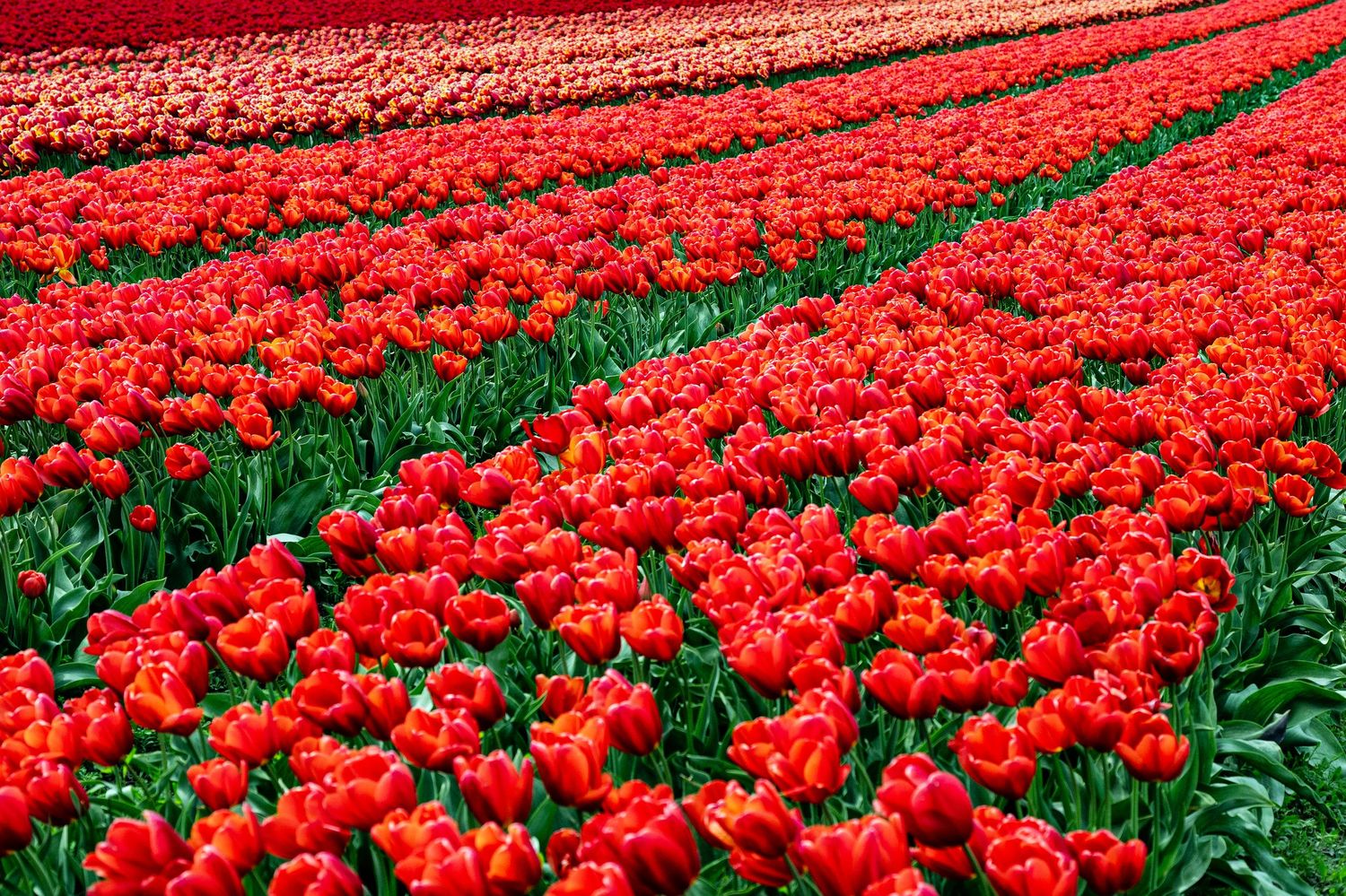 Vast field of vibrant red tulips in full bloom, with rows stretching into the distance in the Netherlands.