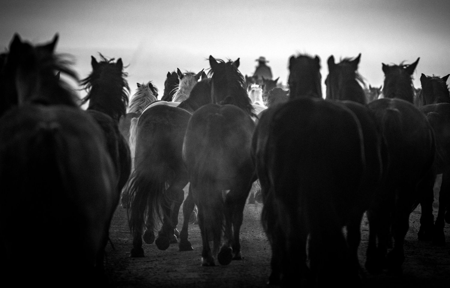 Silhouettes of horses gathered together in a misty black and white landscape.
