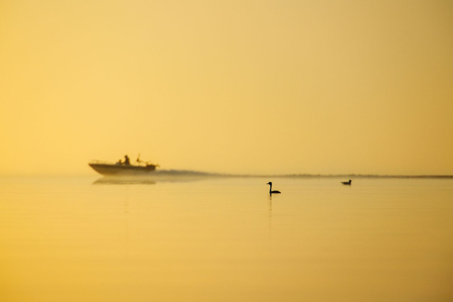 Silhouette of a boat and birds against a golden sunset sky reflecting on calm water.