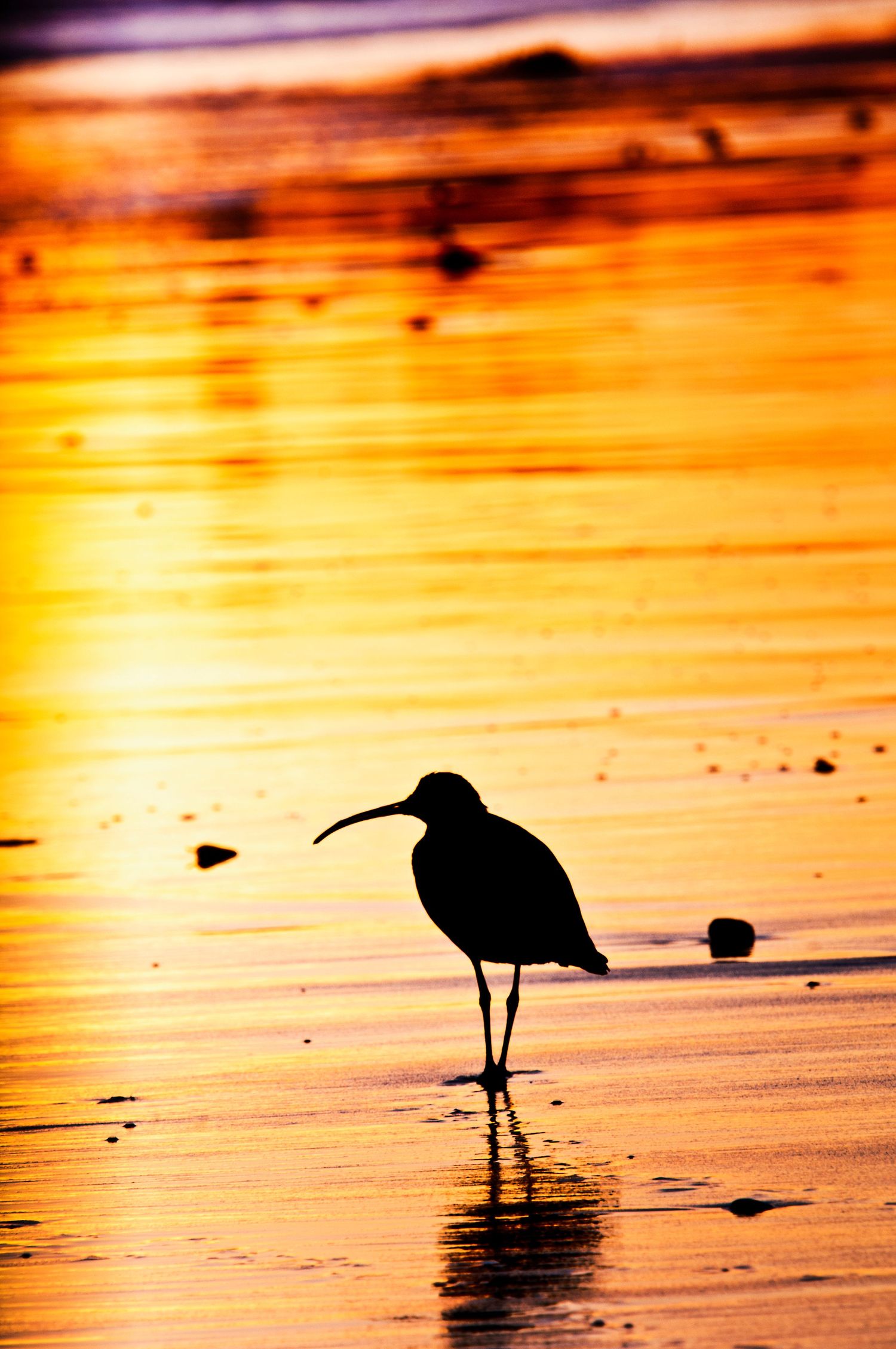 Silhouette of shorebird standing in shallow water during vibrant orange sunset.