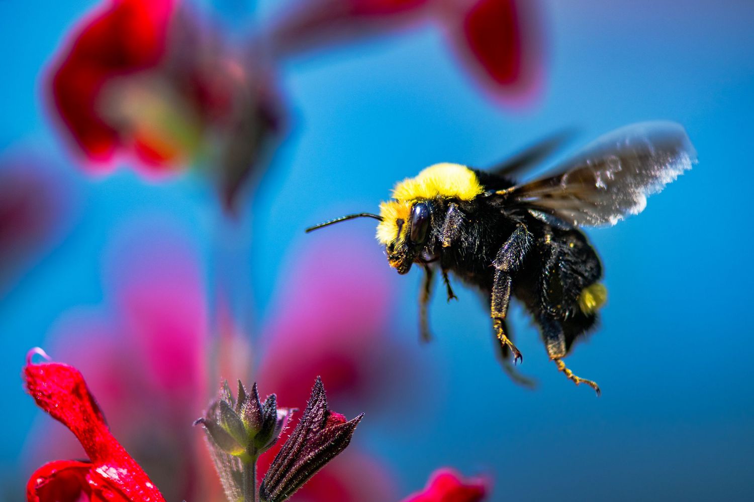 Close-up of bees pollinating bright red flowers against vivid blue background.