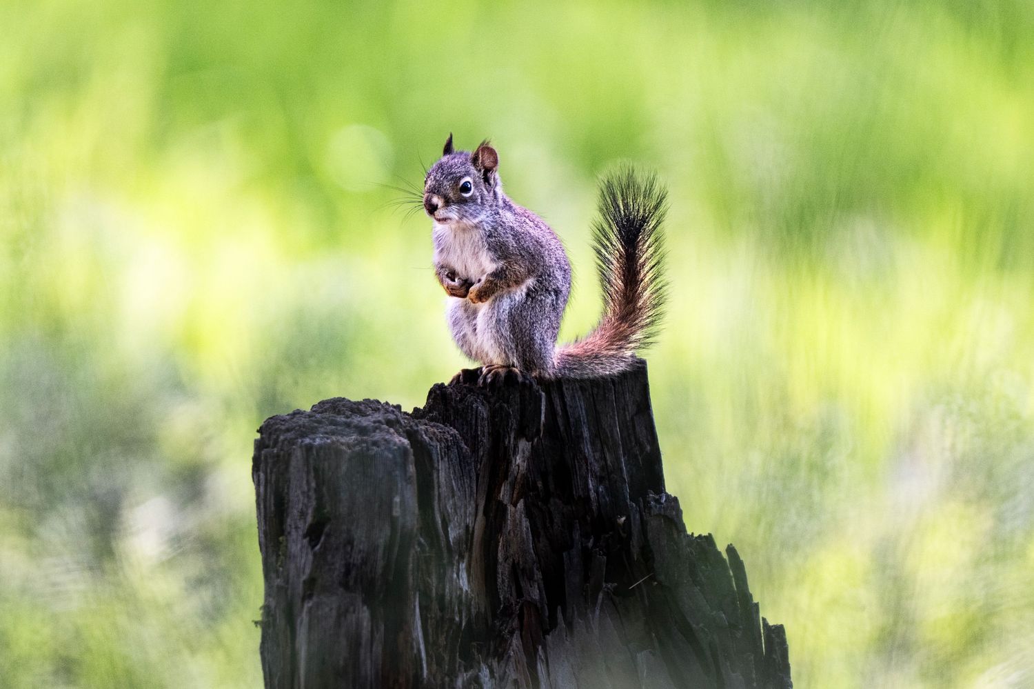 A squirrel perched on a dark tree stump in a sunlit green meadow, holding food in its paws.