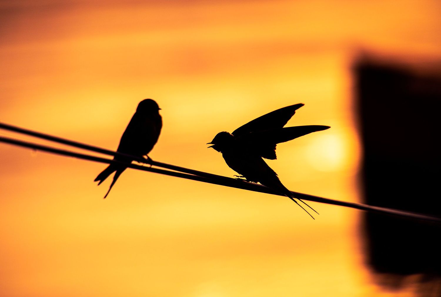 Bird silhouettes perched on wires against a dramatic orange sunset sky.