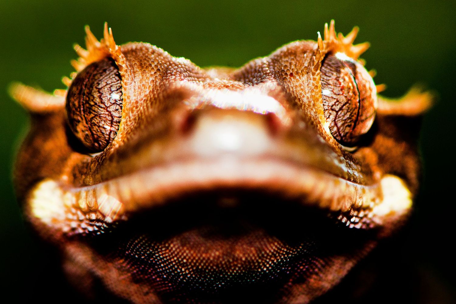 Extreme close-up of a lizards eyes and face showing textured brown skin.