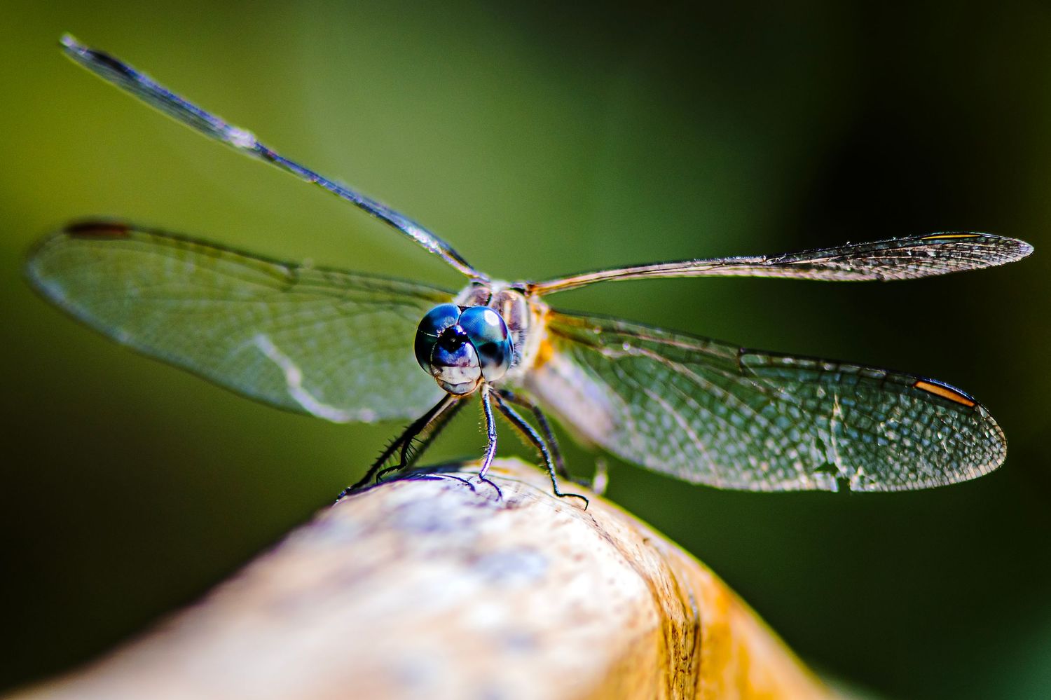 Detailed macro shot of a dragonfly with transparent wings in nature.