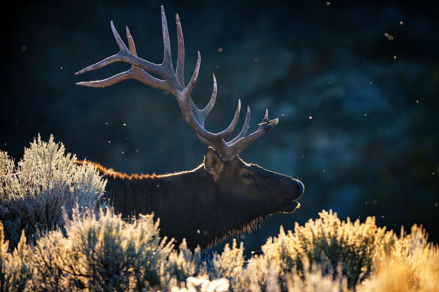 Majestic elk silhouetted against a golden sunset in a grassy meadow.