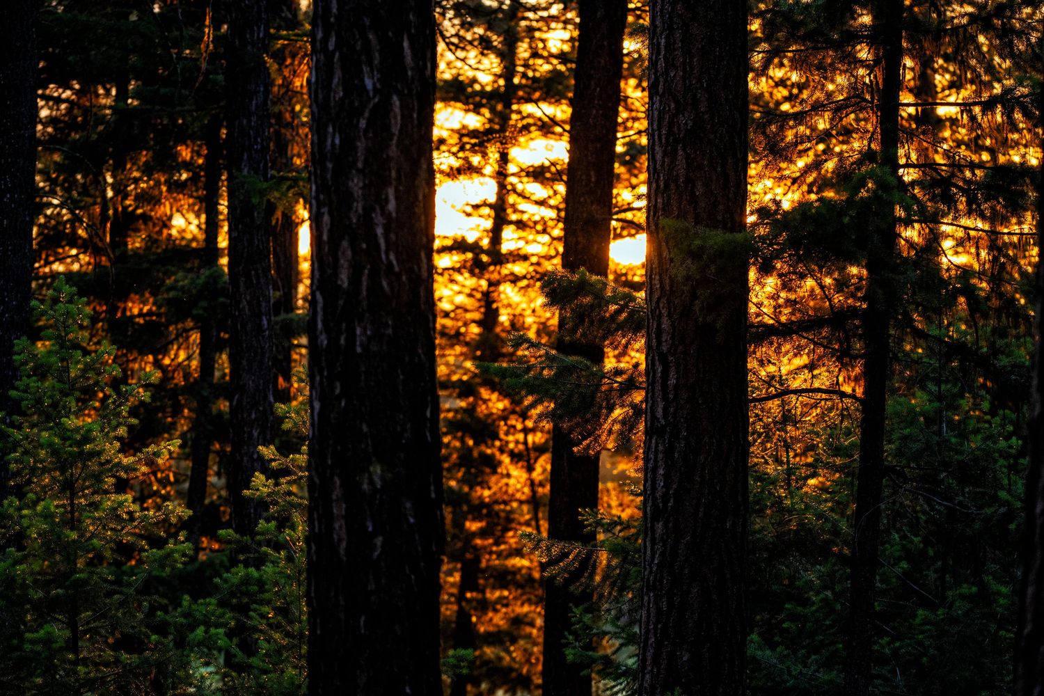 Golden sunset glows through tall forest trees, casting warm orange light between dark silhouetted trunks in a serene woodland scene.