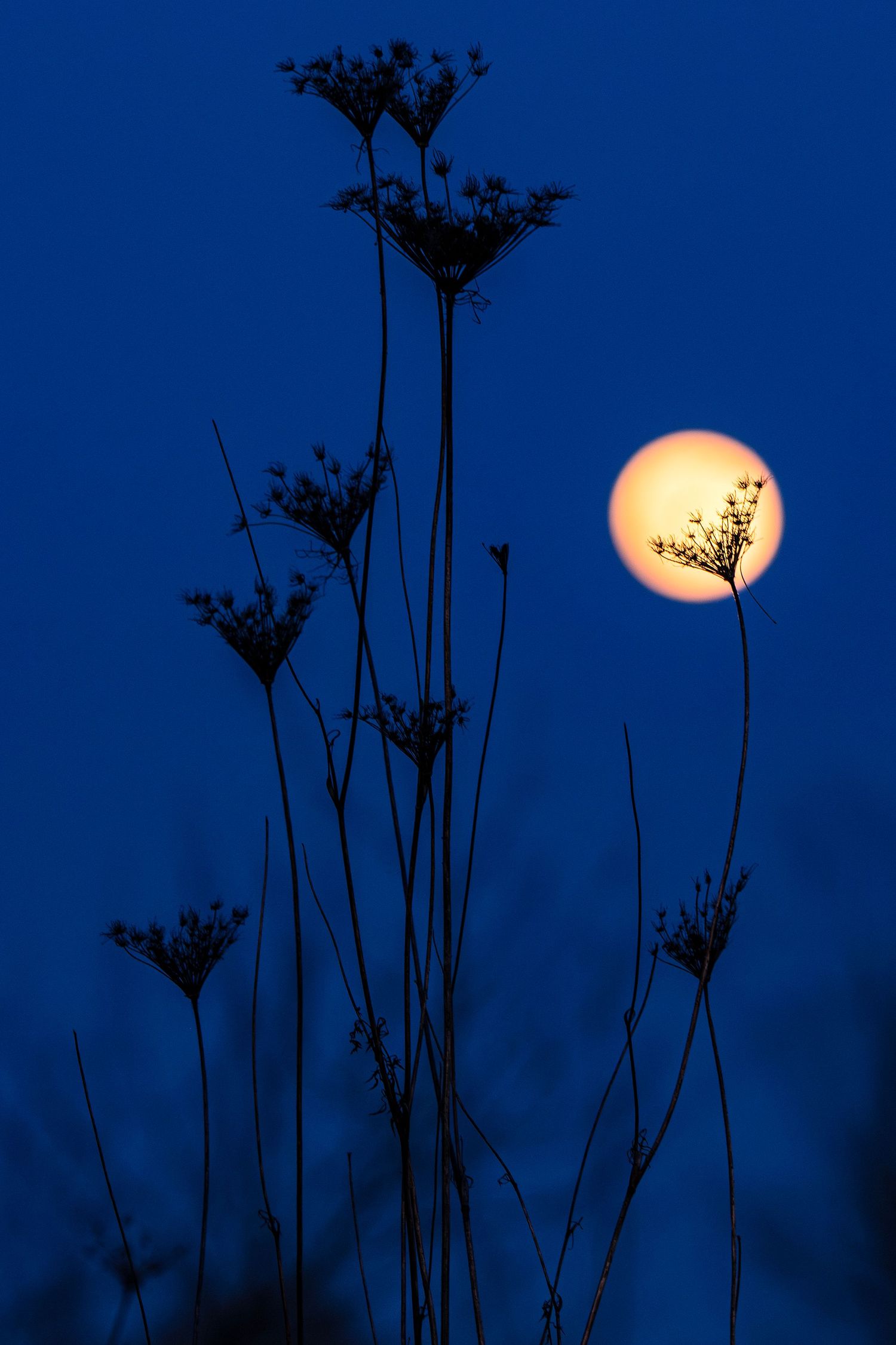 Silhouettes of tall wildflowers and plants against a deep blue sky with a bright full moon rising in the background.