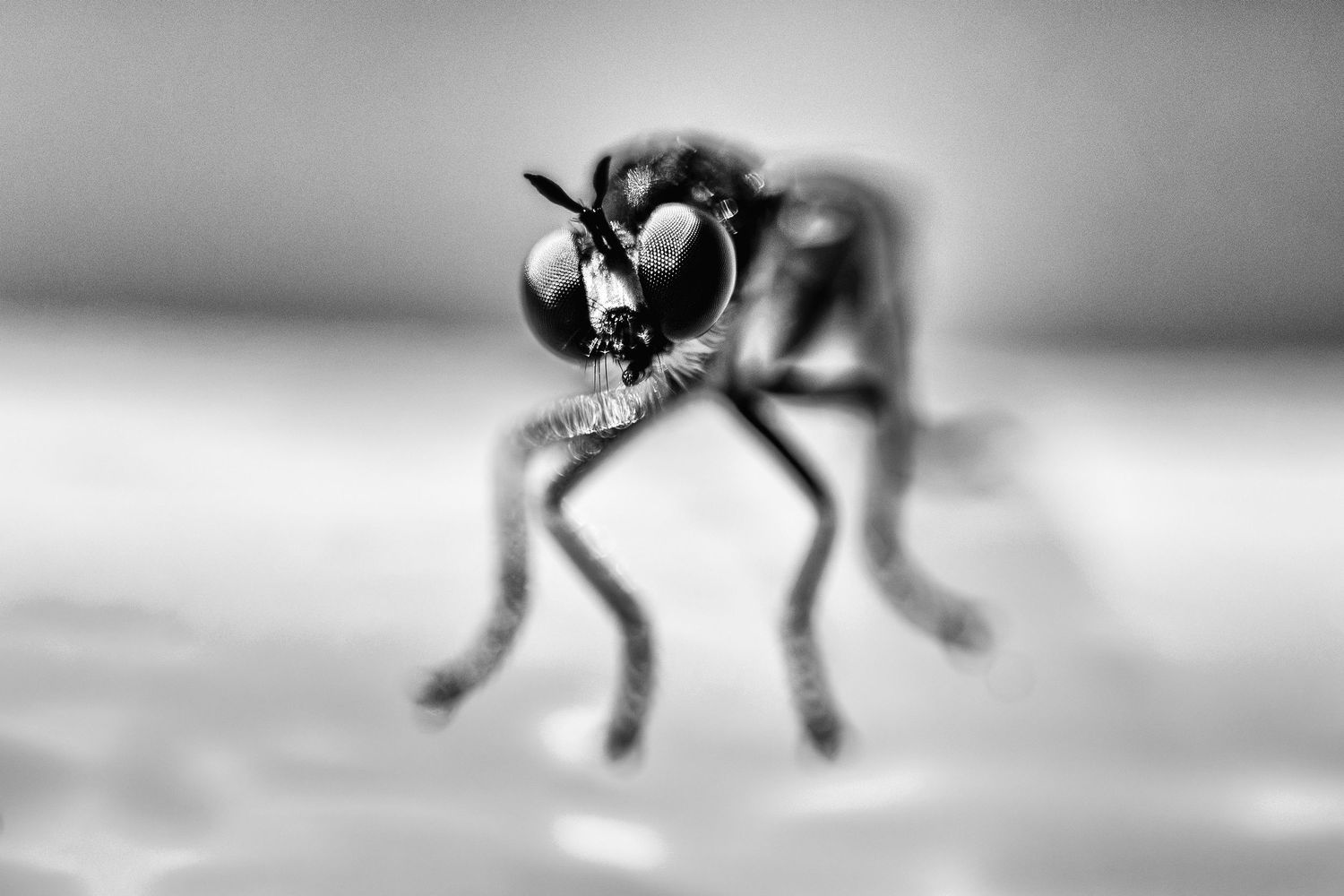 Close-up black and white macro photo of a fly with large compound eyes and spiny legs on a blurred background.