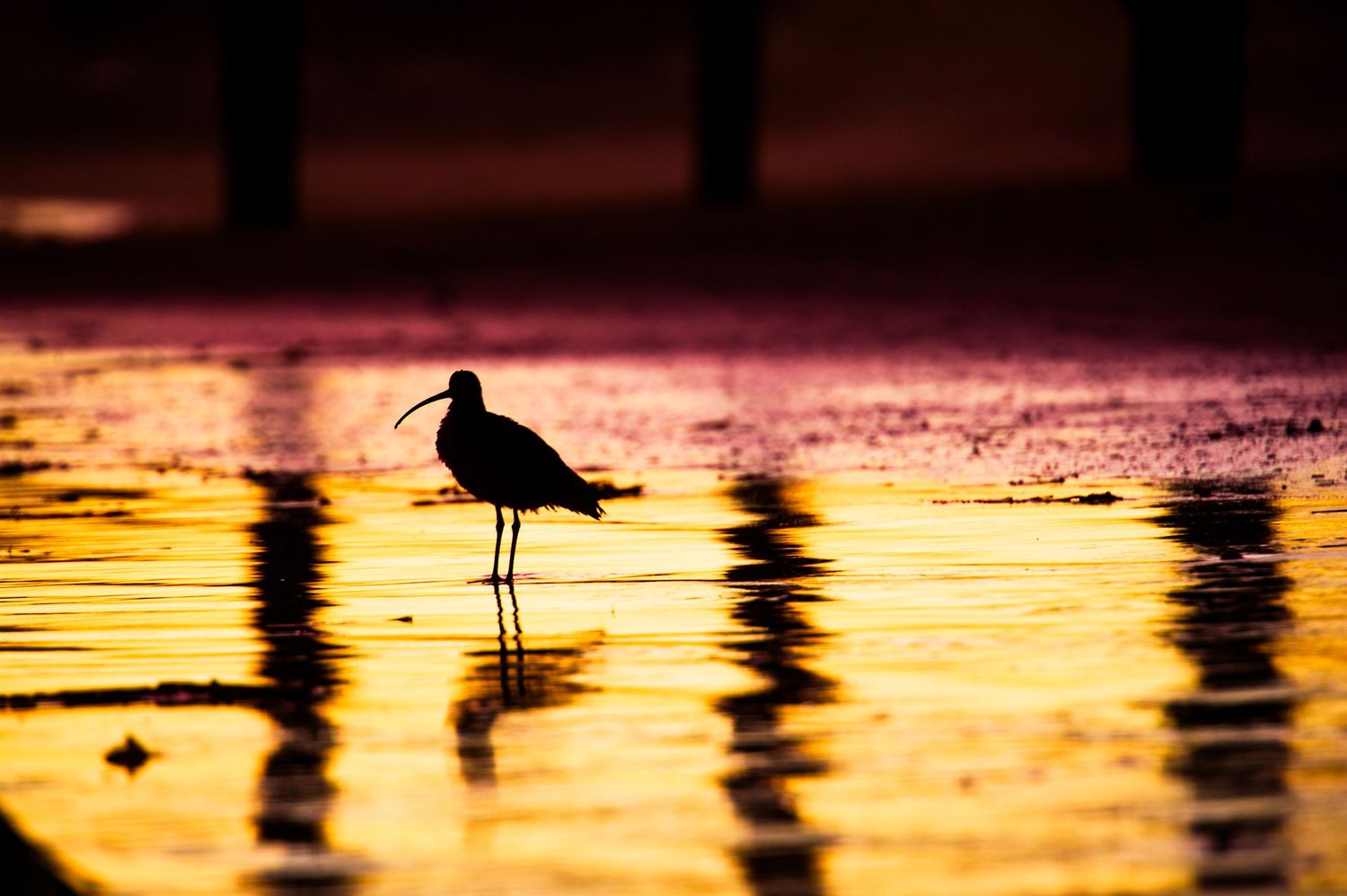 Silhouettes of shorebirds wading in golden sunset waters along a beach.