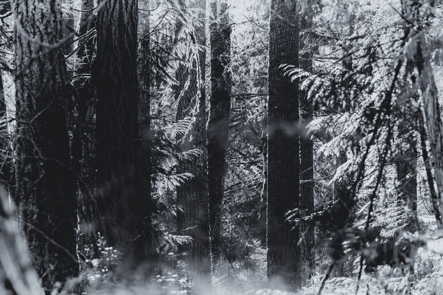 A snowy winter forest landscape with tall evergreen trees and white snow covering the ground and branches.