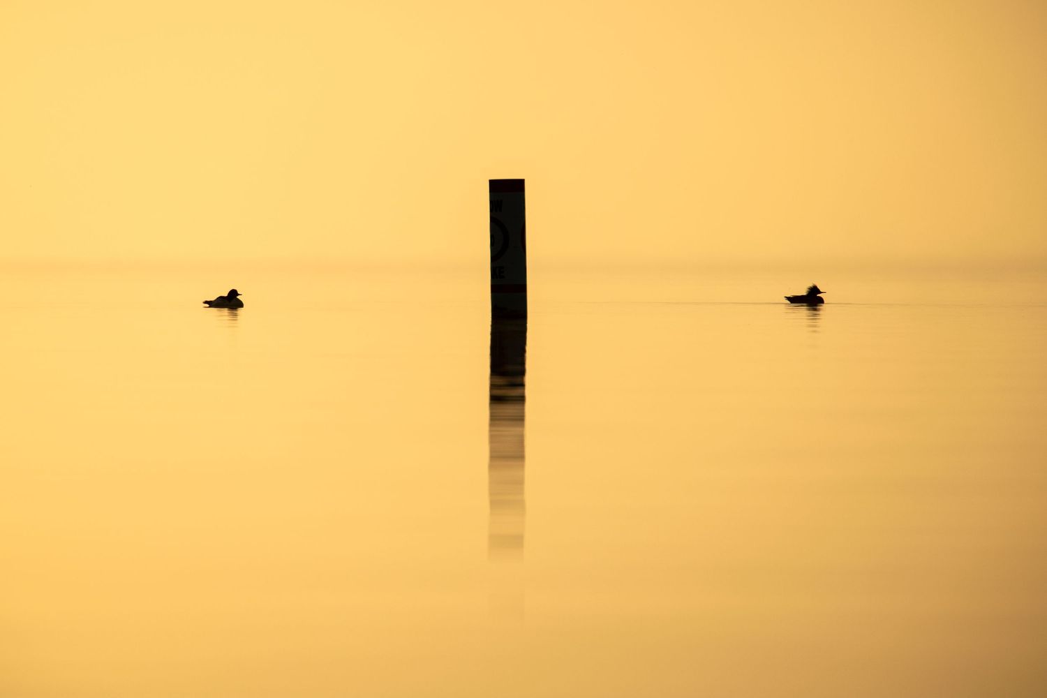 Two kingfisher silhouetted on calm water at sunset with a single post in golden light.
