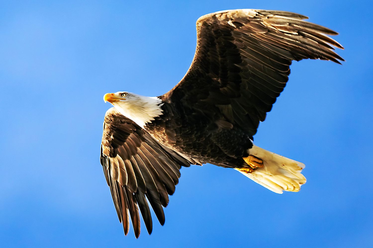 Bald eagle soaring across bright blue sky with wings spread in sequential motion.