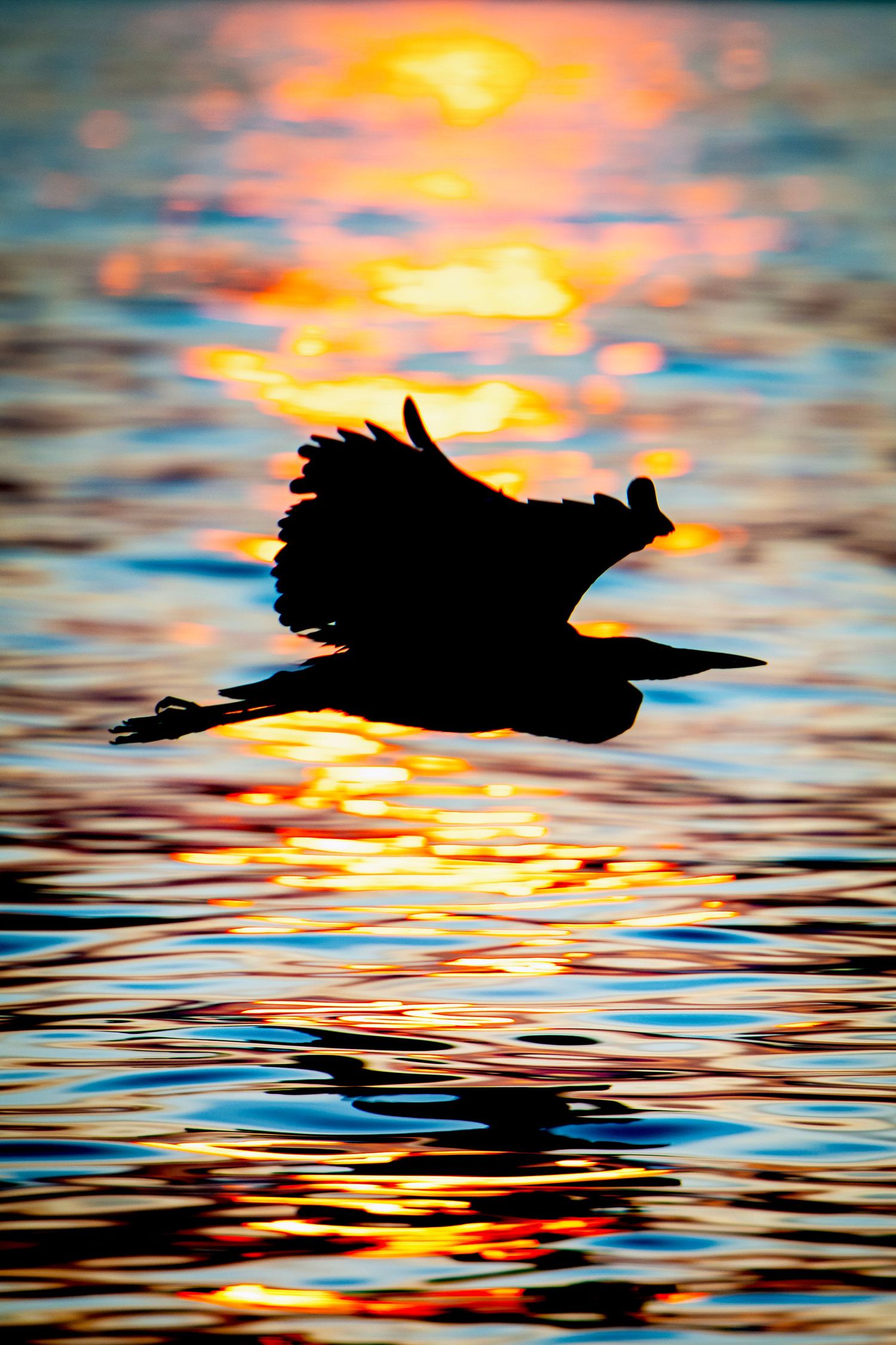Silhouette of a bird flying over water during sunset with orange and blue reflections.