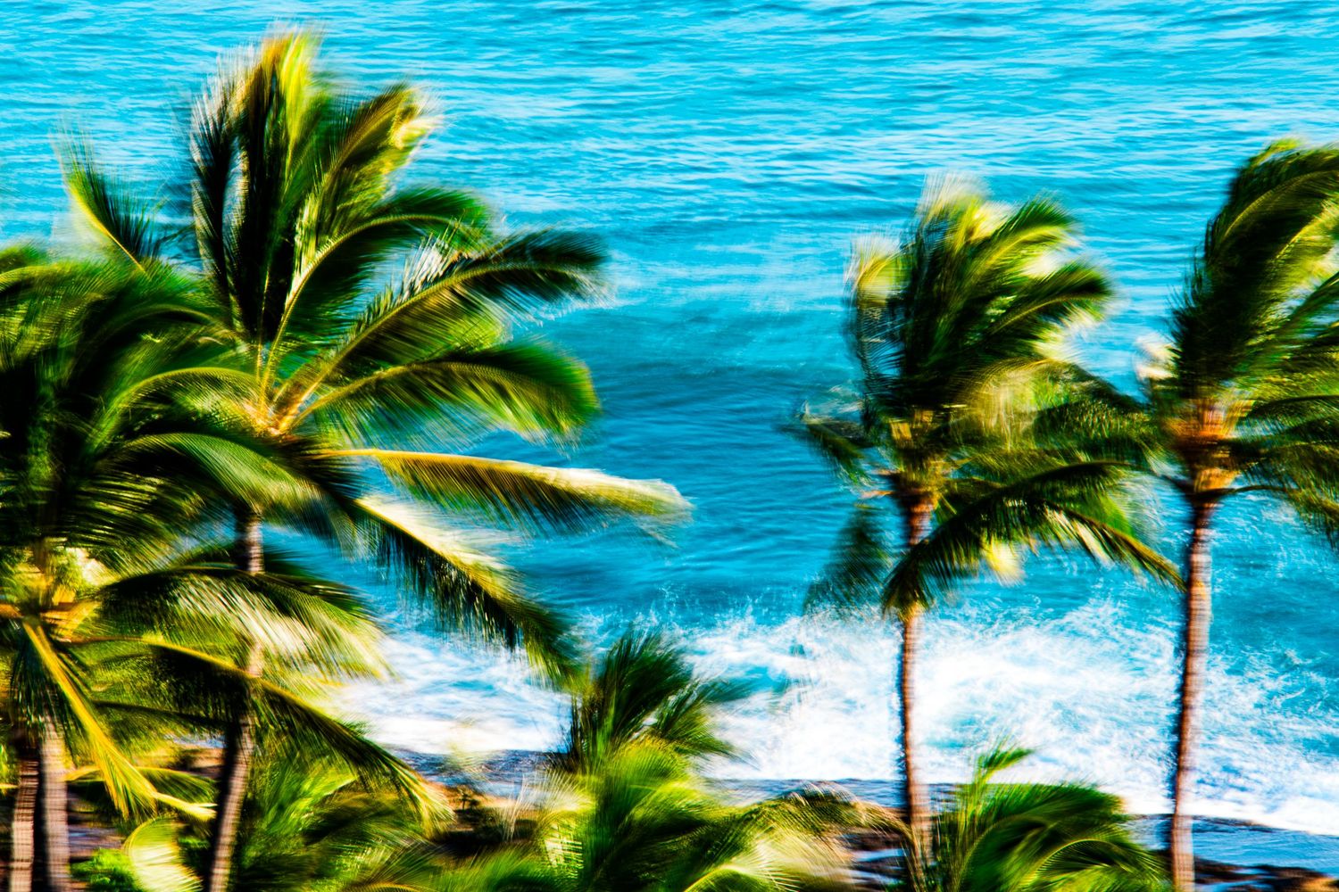 Palm trees swaying in the wind along a tropical beach with bright blue ocean waters.