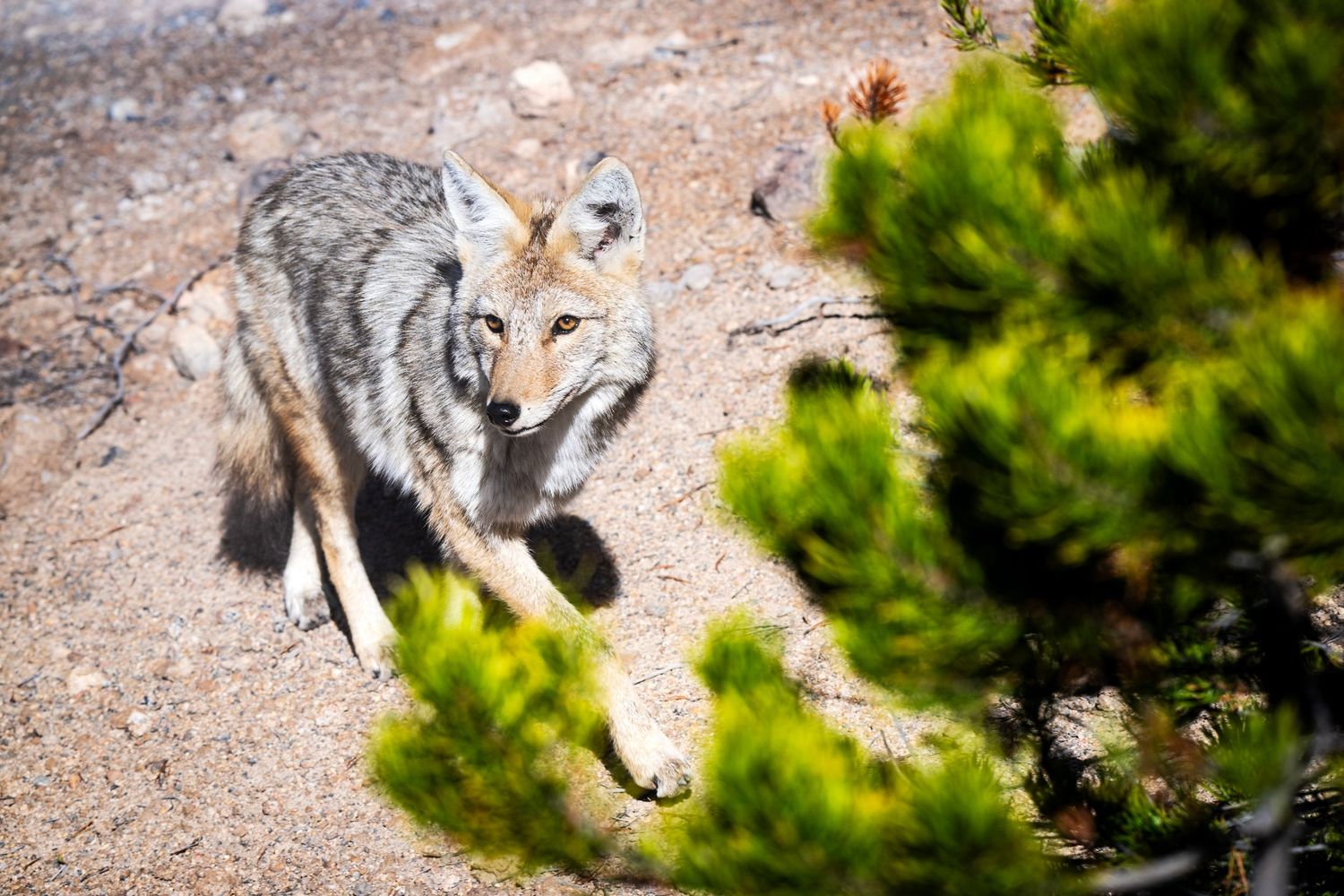 Wild coyote moving through desert brush and vegetation.