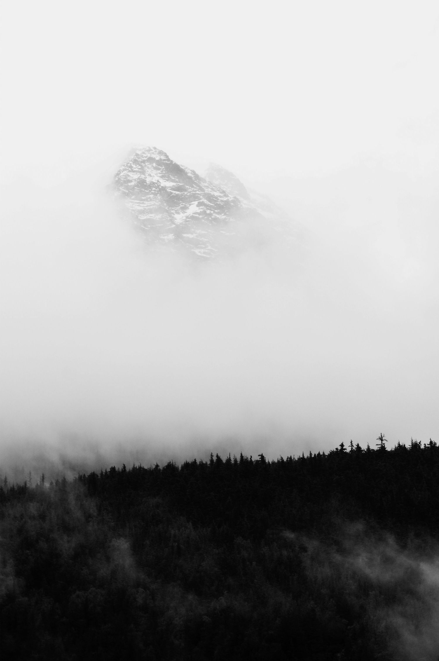 Misty mountain peaks shrouded in fog with evergreen forest silhouette below.