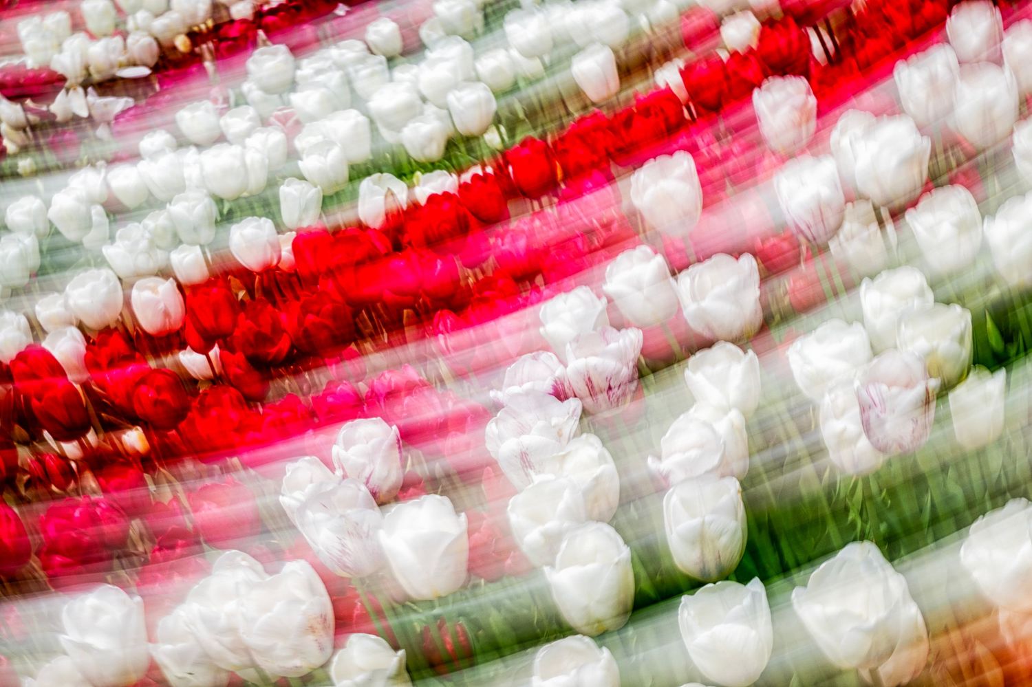 Abstract motion blur of red and white tulips in a field, creating vibrant diagonal streaks of color.