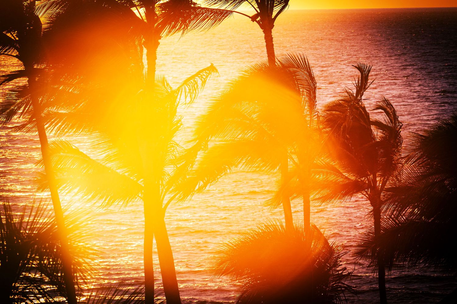 Palm trees silhouetted against a vibrant orange sunset over the ocean.