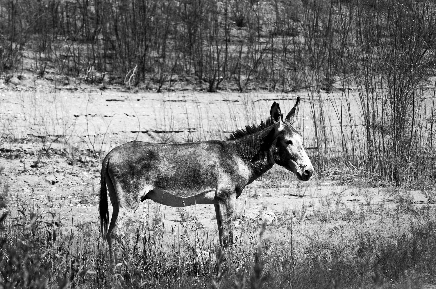 Black and white photograph of donkey standing in desert.