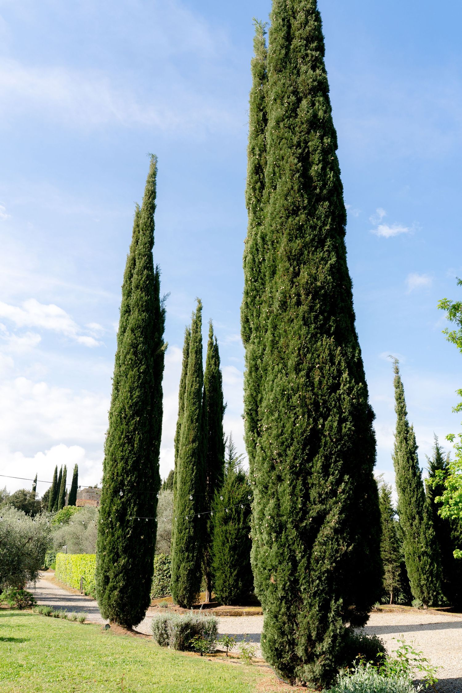 Tall Italian cypress trees stand against a bright blue sky at a scenic Tuscan wedding venue.