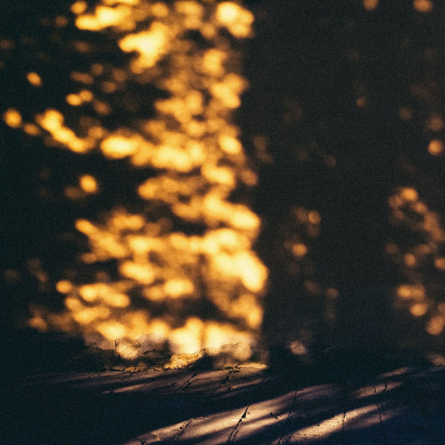 Golden sunlight filters through autumn trees casting dramatic shadows on wooden planks in a moody forest scene.