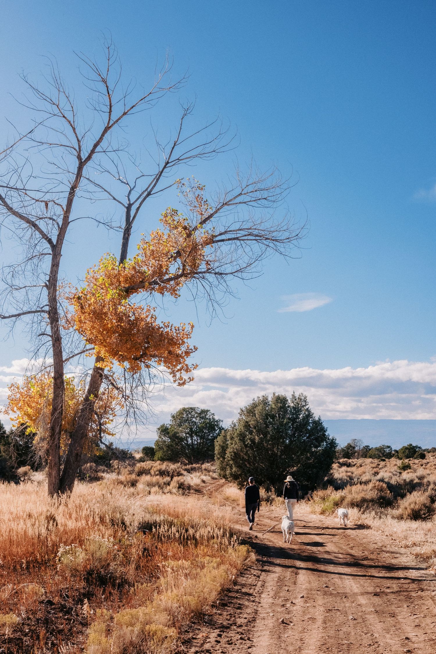 Autumn trail through desert landscape with bare trees and golden foliage against bright blue sky.