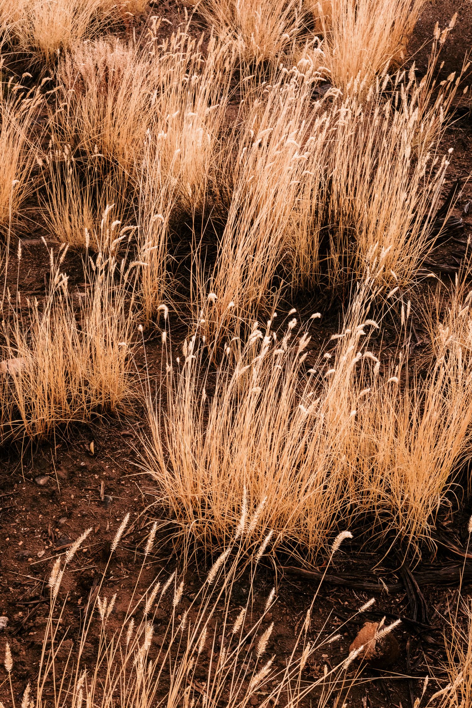 Close-up of golden dried ornamental grasses swaying in natural light.