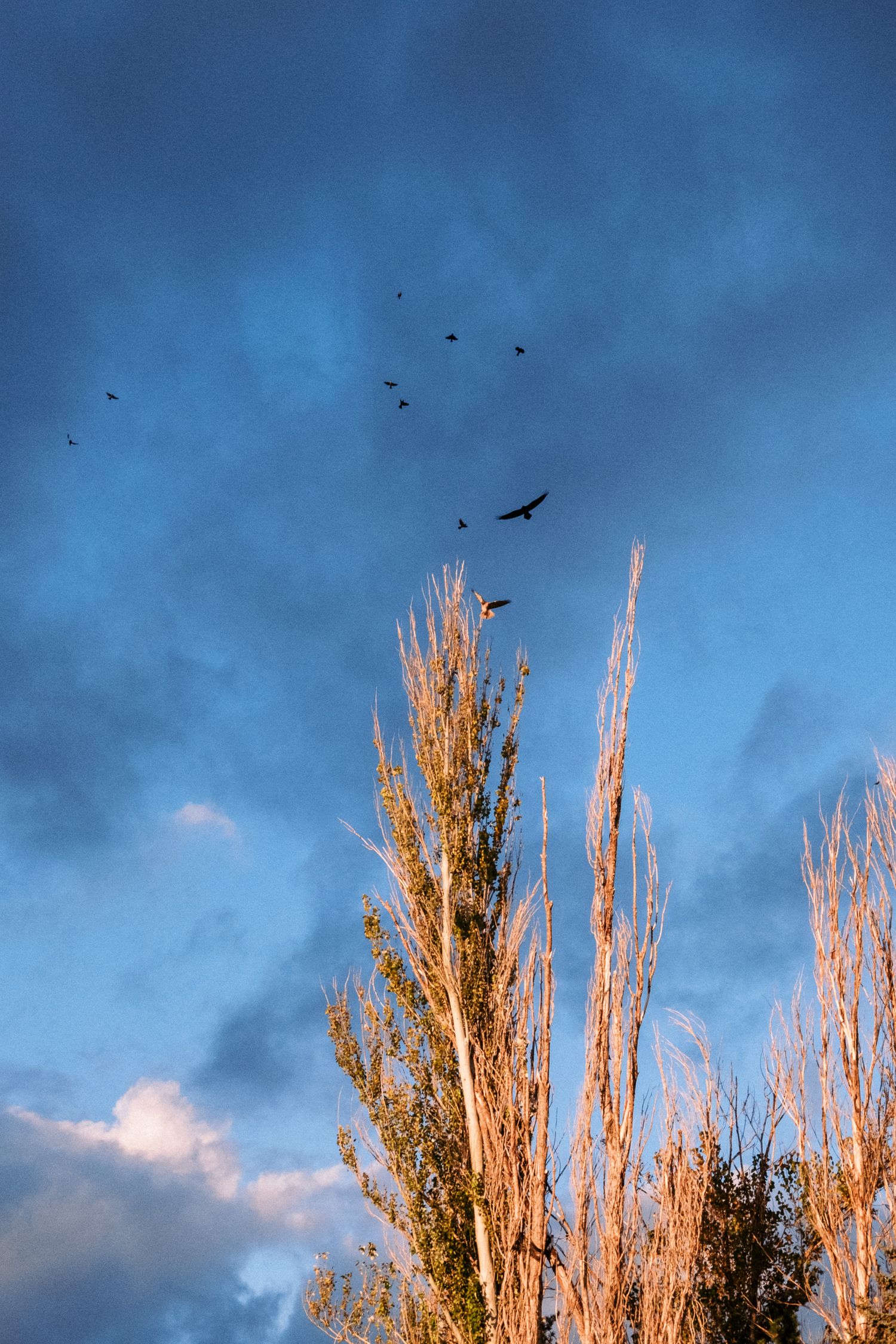 Birds flying against dramatic blue sky with sunlit golden poplars in foreground.