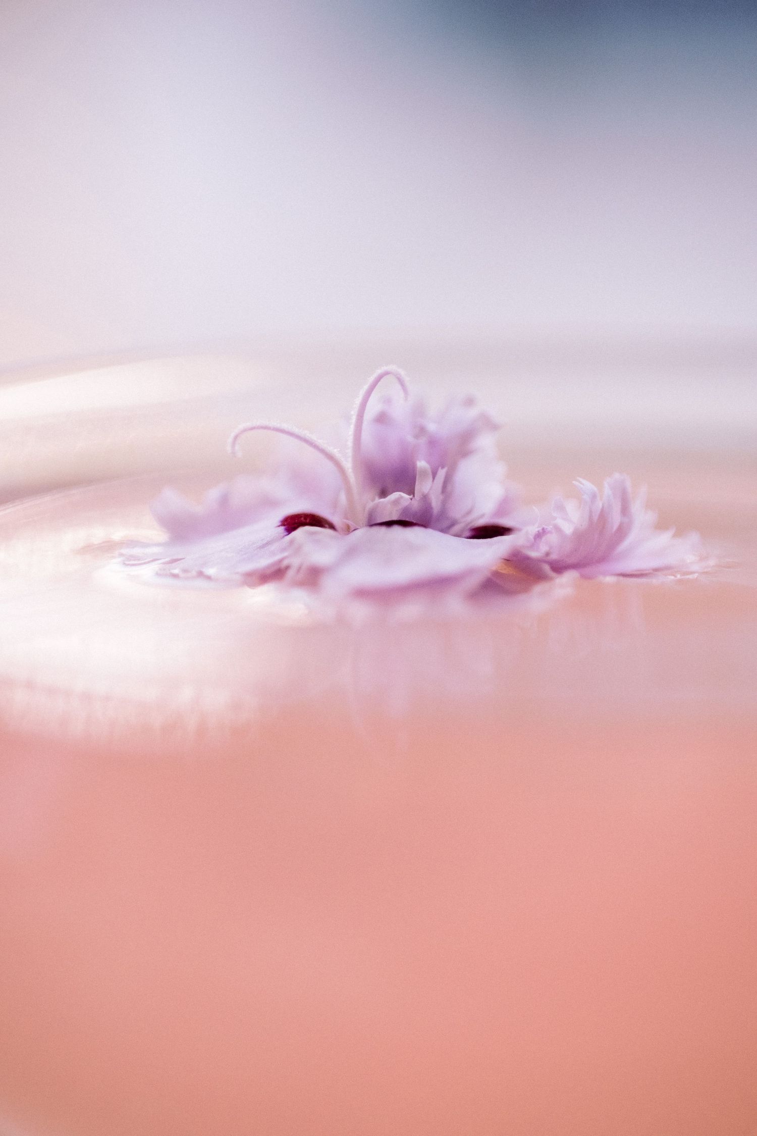 Delicate pink flower petals in soft focus macro photography.