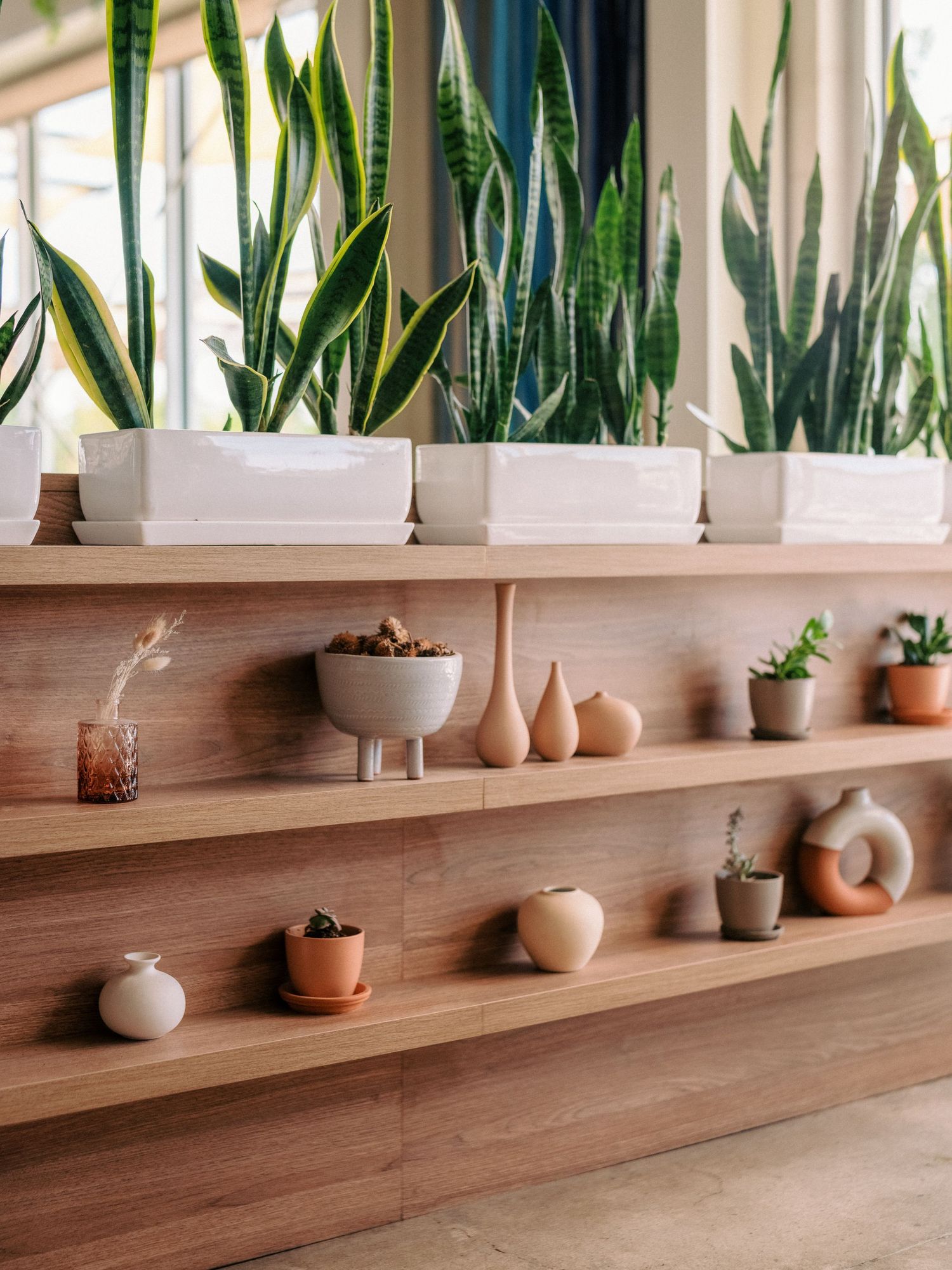 Wooden shelves displaying small potted plants and ceramic vessels against a white wall with tall plants.