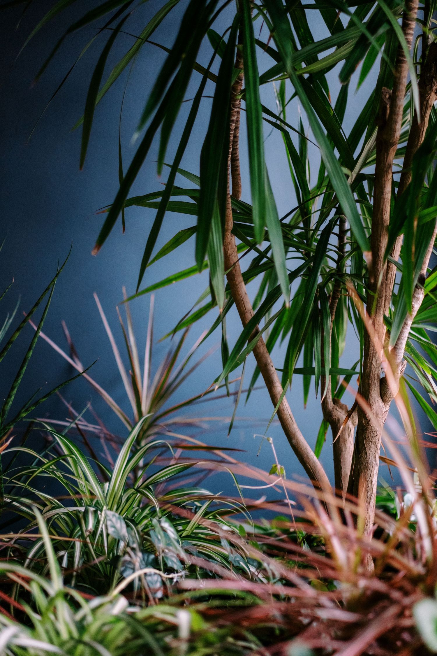 Close-up view of tropical palm leaves against a dark blue background.