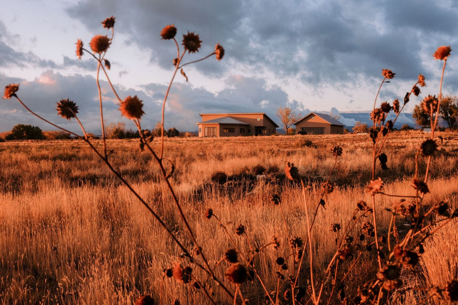 Dried wildflowers silhouetted against dramatic sunset sky with rustic buildings in the distance.
