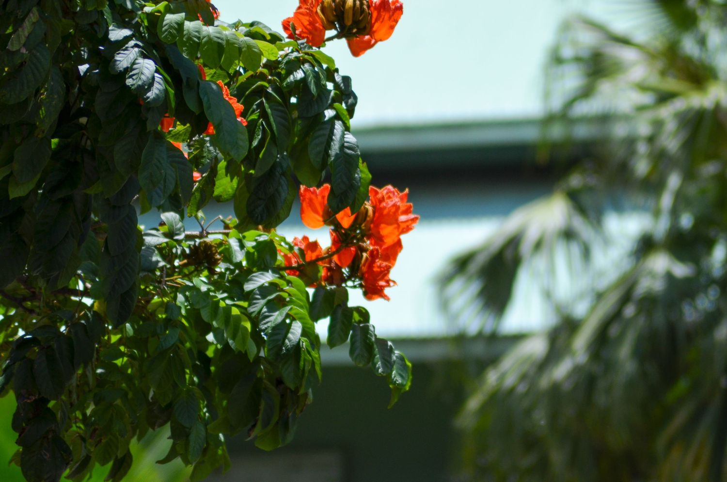 Vibrant orange flowers blooming on a green plant with soft bokeh background.