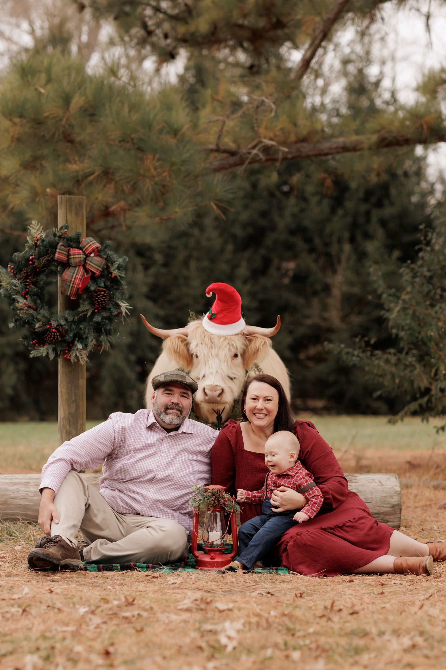 Family Christmas photo with couple, baby, and Highland cow wearing Santa hat outdoors near wreath and pine trees.