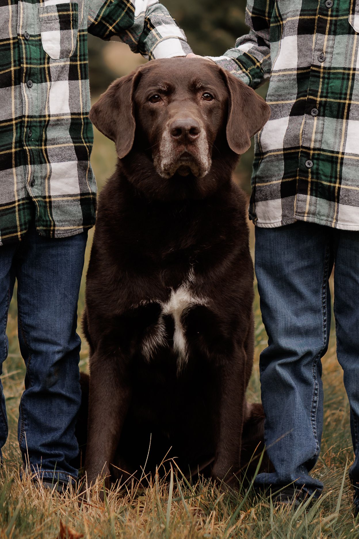 Chocolate Labrador Retriever sitting between two people wearing plaid flannel shirts and jeans outdoors.